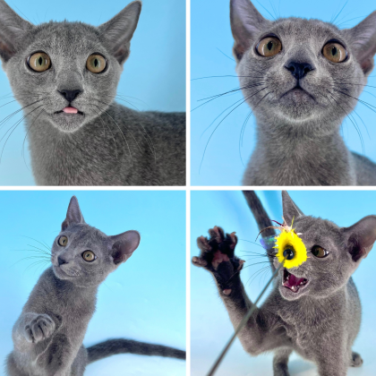 💗🐱グランベリーCatsのご紹介🐱💗