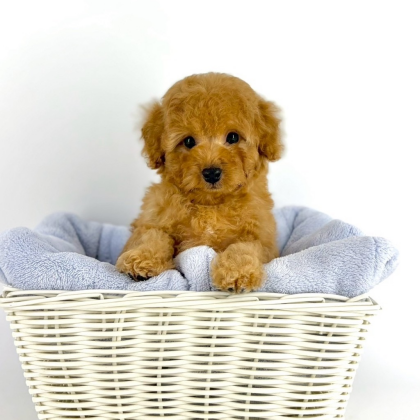 🔥負けず嫌いな甘えん坊男子👦🏻入園‼️