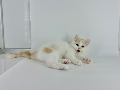 みーたんとナイショ話🐱☁️しない、、❓