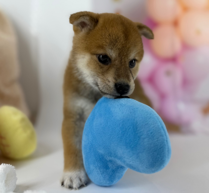 柴犬ちゃんが入園してきました🌈