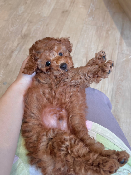 ☁️🐶もこもこ王子のリラックスタイム🐶☁️