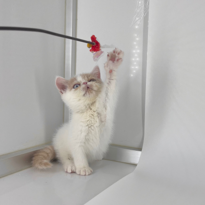 💖神秘的なオッドアイを持つニャンコ🐈💖｜ドッグ＆キャット