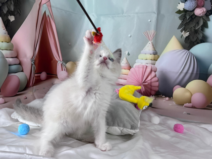 ❄️美人すぎる猫ちゃんがやってきました❄️