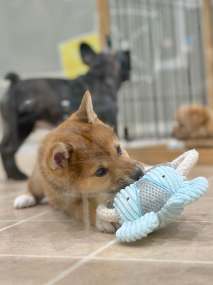 柴ちゃんの最近のお供🐘🩵