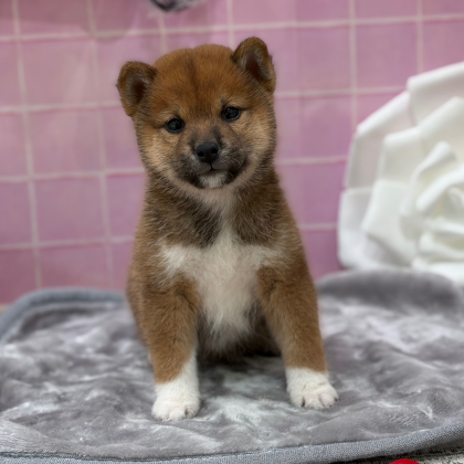 🇯🇵柴犬が入園しました🇯🇵
