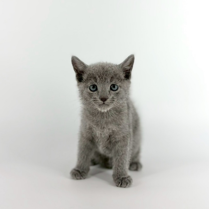 とびきりの甘えん坊ロシくんが入園しました🥰