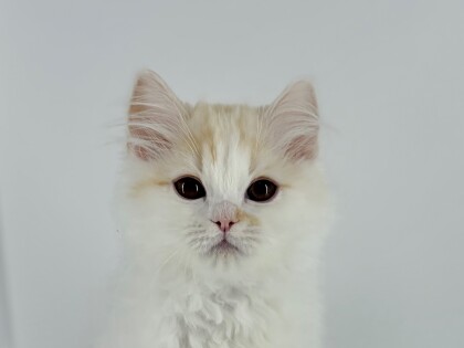 みーたんとナイショ話🐱☁️しない、、❓