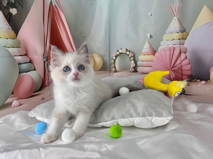 ❄️美人すぎる猫ちゃんがやってきました❄️