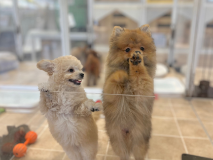 💛たぬきとシュークリーム💛