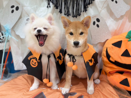☠️HAPPY HALLOWEEN🎃