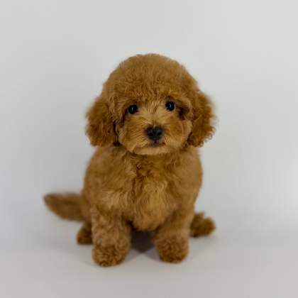 🐣わんにゃん幼稚園🐣オフショット💗