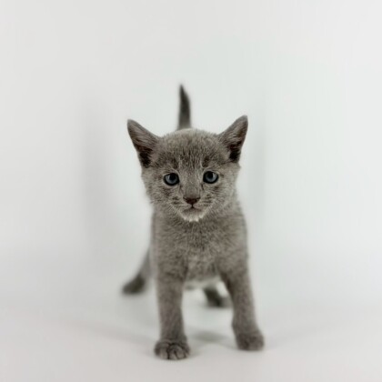 とびきりの甘えん坊ロシくんが入園しました🥰