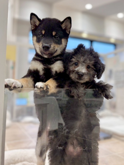 遊びにおいでよー‼️ジョーカー幼稚園‼️