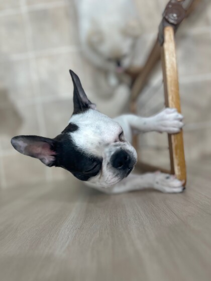 まるで限界サラリーマン⁉️立ち寝するボストンテリア😂