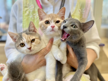 💗🐱グランベリーCatsのご紹介🐱💗
