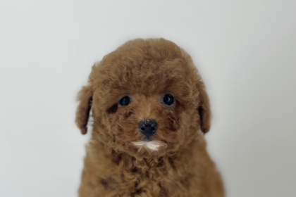 あごひげちゃん🧔🏽が入園しました💗