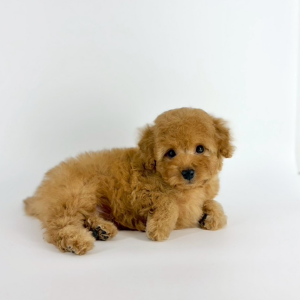 🔥負けず嫌いな甘えん坊男子👦🏻入園‼️