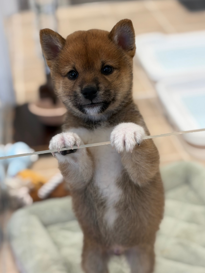 🇯🇵柴犬が入園しました🇯🇵