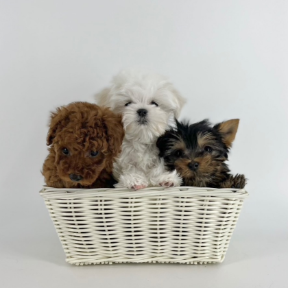 最近お耳が立ちました👂ヨーちゃん‼️