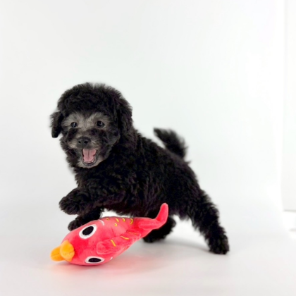 ゴリラみたいなプーくんが入園しました🥰