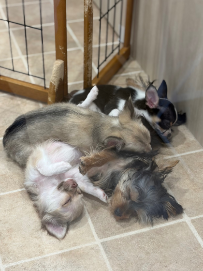 ジョーカー幼稚園🐣お昼寝タイム💤❤️