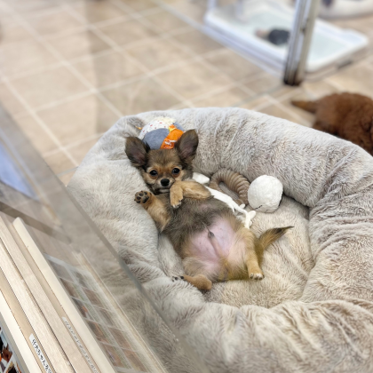 癒し度120%‼️子犬たちのお昼寝タイム☀️
