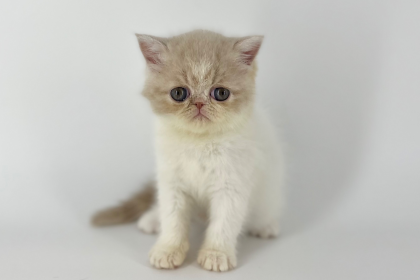 💓ぶちゃかわアイドルが入園しました💓