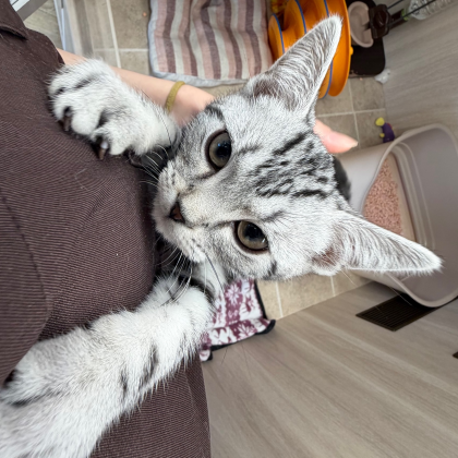 抱っこ大好き‼️甘えん坊アメくん💓