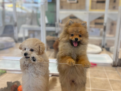 💛たぬきとシュークリーム💛