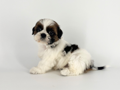 まんまる🌕ムッチムチボディ‼️シーズーがやってきました💓