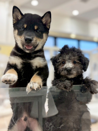 遊びにおいでよー‼️ジョーカー幼稚園‼️