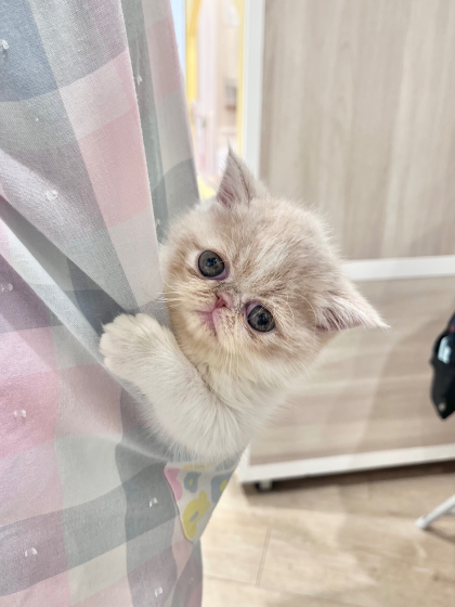 💓ぶちゃかわアイドルが入園しました💓