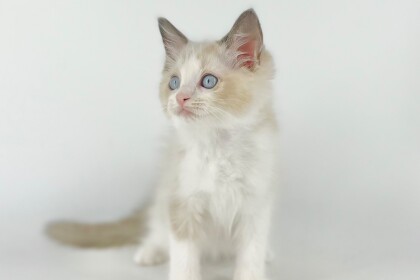 💓🧸ぬいぐるみのような子猫が入園しました🧸💓