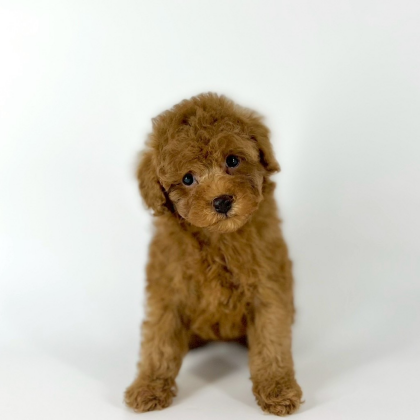 甘えん坊のおぼっちゃまプーくんが入園しました💓‼️