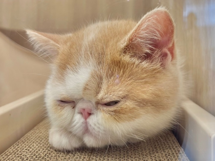 みんなのお昼寝特集☀️💤😴