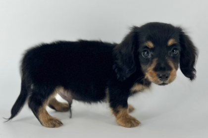 💓ドヤ顔がチャームポイントのだっちゃんです💓