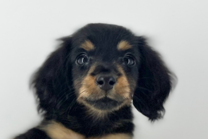 💓ドヤ顔がチャームポイントのだっちゃんです💓