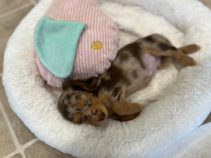 みんなのお昼寝特集☀️💤😴