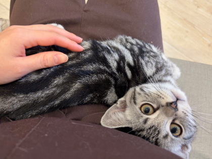 抱っこ大好き‼️甘えん坊アメくん💓