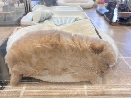癒し度120%‼️子犬たちのお昼寝タイム☀️