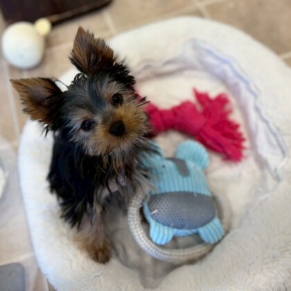 最近お耳が立ちました👂ヨーちゃん‼️