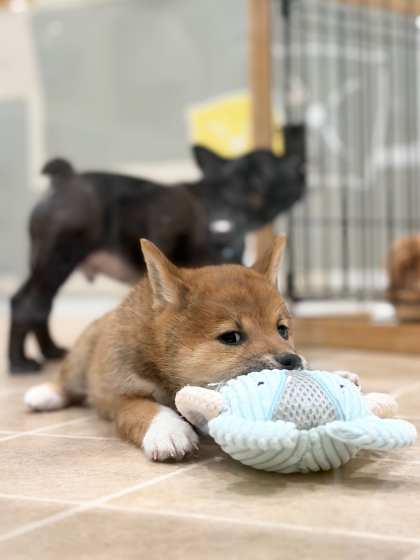 柴ちゃんの最近のお供🐘🩵