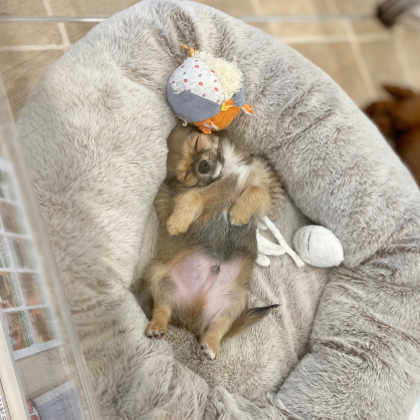 癒し度120%‼️子犬たちのお昼寝タイム☀️