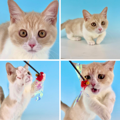 💗🐱グランベリーCatsのご紹介🐱💗