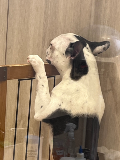 まるで限界サラリーマン⁉️立ち寝するボストンテリア😂