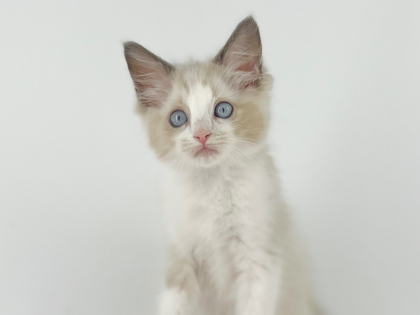 💓🧸ぬいぐるみのような子猫が入園しました🧸💓