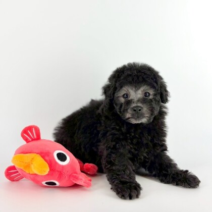 ゴリラみたいなプーくんが入園しました🥰