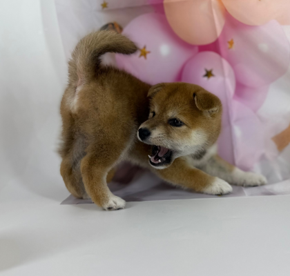 柴犬ちゃんが入園してきました🌈