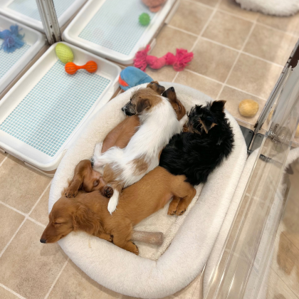 癒し度120%‼️子犬たちのお昼寝タイム☀️