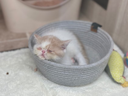 みんなのお昼寝特集☀️💤😴